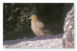 Guirre o Alimoche (Neophron percnopterus percnopterus)         S. Cozzi