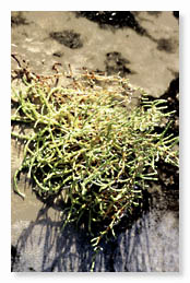 Uvilla de mar (Zygophyllum gaetulum)    R. Gonzlez