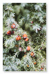 Cedro (Juniperus cedrus)          R. González