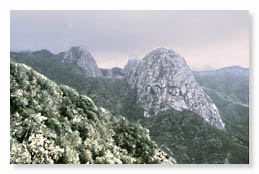 J. Cazorla
