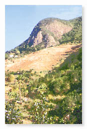 Madroo (Arbutus canariensis)   S. Cozzi