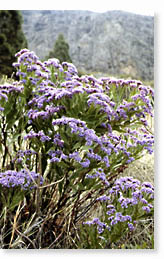Siempreviva (Limonium redivivum)  J. Garca Casanova
