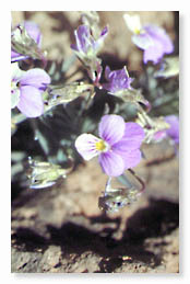 Violeta del Teide (Viola cheranthifolia)                           J. García Casanova