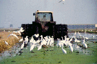Foto Parque natural Delta de l'Ebre