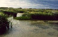 Foto Parque natural Delta de l'Ebre